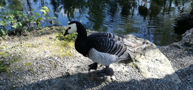 Tierpark Goldau