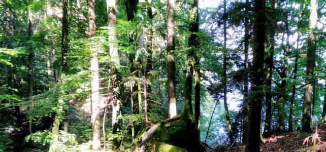 Paterdrill Bürgenstockwanderung