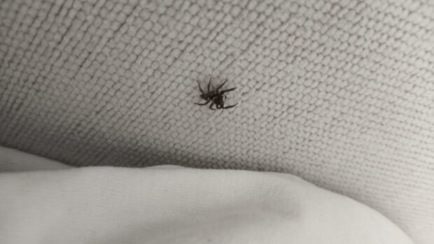 Spider auf Sofa